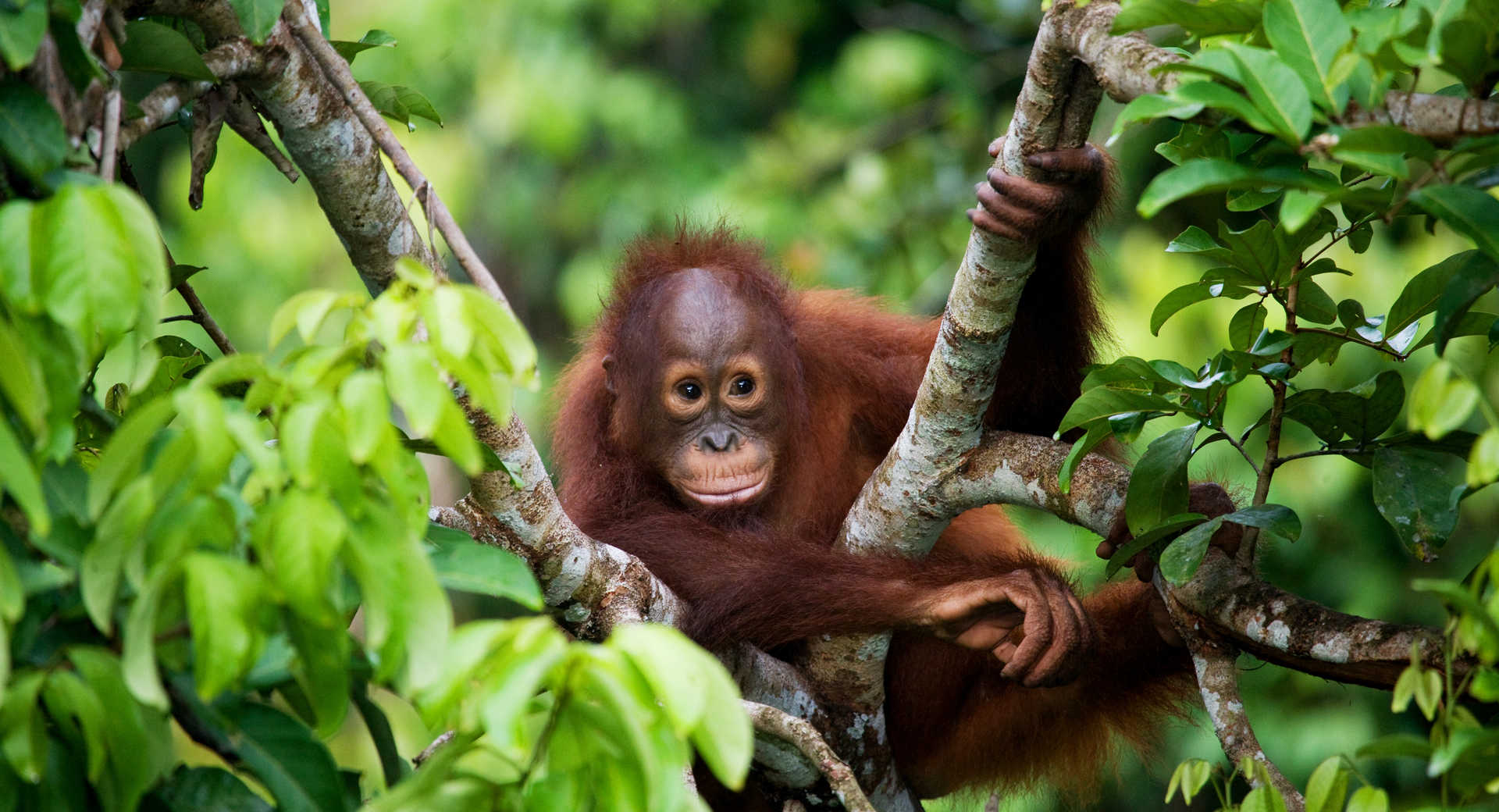 Extension orangs-outans de Sumatra - Voyage Indonésie | Atalante